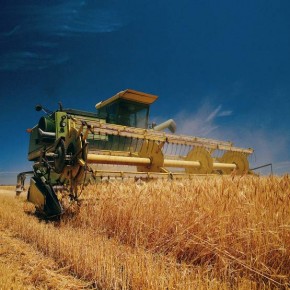 2016 году фактический урожай ржи в Украине может снизиться до 350 тыс. т
