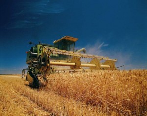  2016 году фактически урожай ржи в Украине может снизиться до 350 тыс. Т