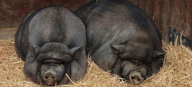 Опрятные и послушные - вьетнамские свиньи
