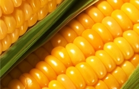 В 2017 году в Украине урожайность кукурузы одна из самых высоких в мире