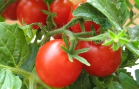 Секреты выращивания томатов в 2018 году