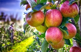 Какими биологическими препаратами лучше всего обрабатывать яблоки?