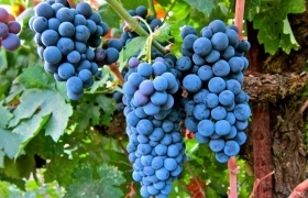 Как сохранить до весны свежий виноград?