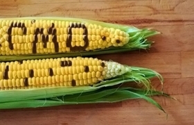 Почему в Украине встретить ГМО-культуры в магазине практически невозможно?
