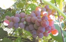 Катавба ранняя- зимостойкий и урожайный виноград