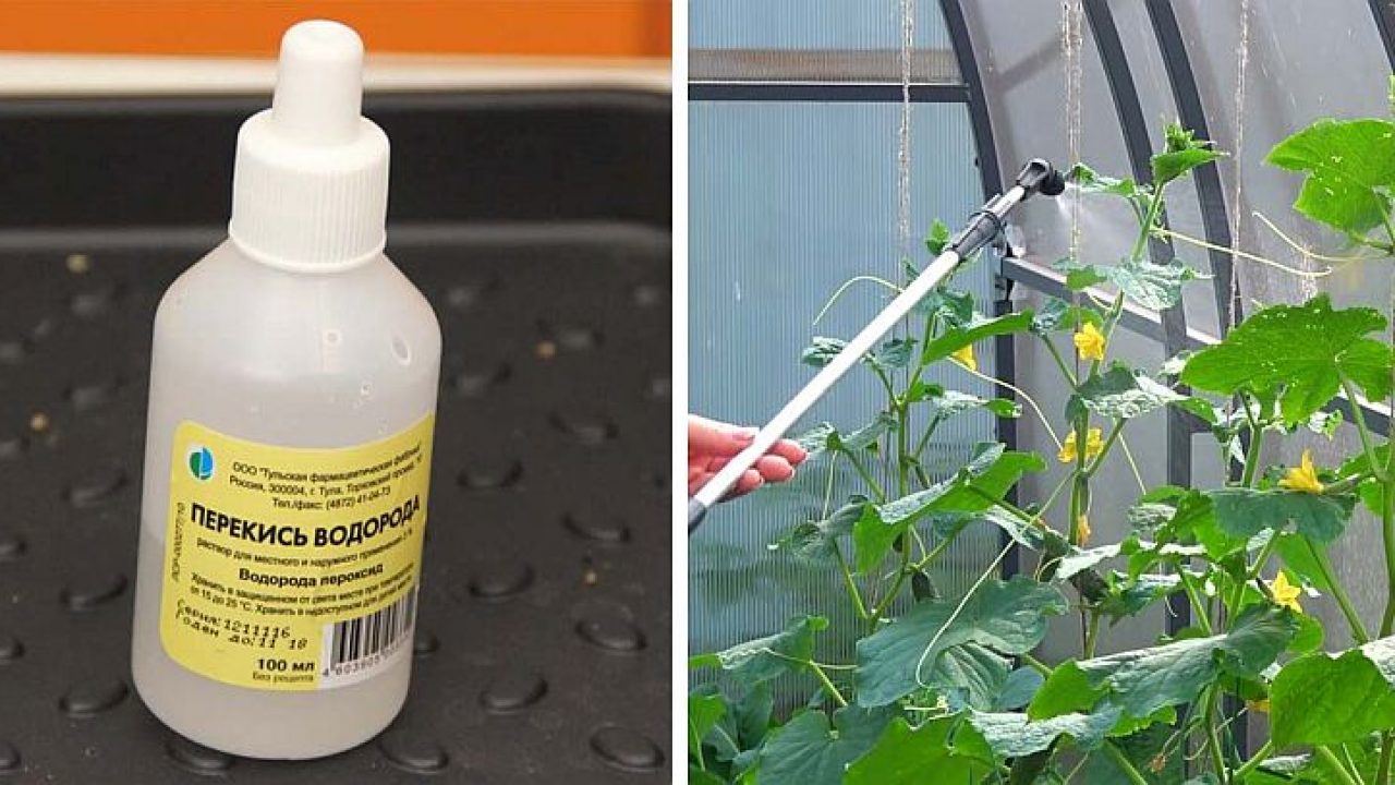 Можно ли замочить семена томатов перекисью водорода. Перекись для рассады. Перекись водорода для полива рассады. Средство для обработки теплиц. Перекись для рассады цветов.