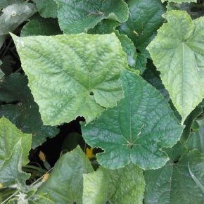 Бледные листья на огурцах: причины и чем подкормить