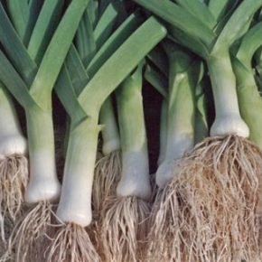 Как выращивать лук- порей