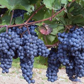 Как защитить виноград от болезней и вредителей