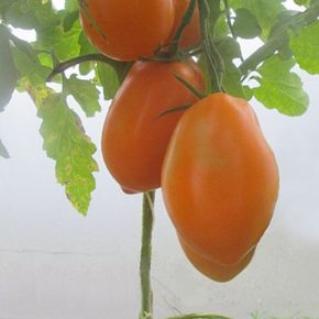 Описание сорта томата Южный загар: урожайность и особенности выращивания