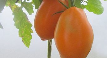 Описание сорта томата Южный загар: урожайность и особенности выращивания