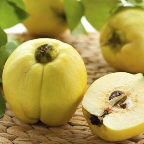 Айва - полезные свойства и противопоказания. Как едят айву, рецепты. выращивание айвы