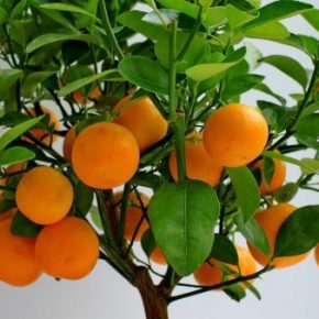 Апельсин - полезные свойства, противопоказания, рецепты. Как вырастить апельсин в домашних условиях