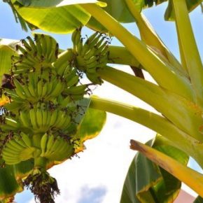 Банан - как растет, полезные свойства и противопоказания, калорийность и состав. Рецепты и выращивания дома
