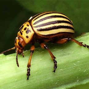 Народные методы, которые помогут избавиться колорадского жука