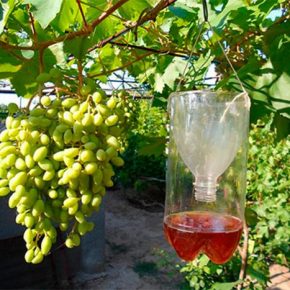 Несколько советов, как защитить виноградник от ос