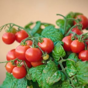 Как правильно выращивать помидоры черри