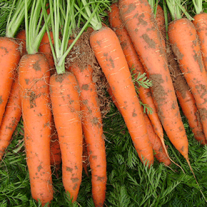 Когда сеять морковь в открытый грунт в 2018 году по лунному календарю