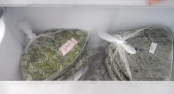 Можно ли заморозить щавель в морозилке и как правильно это сделать