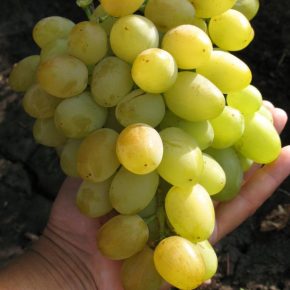Виноград: описание 27 самых популярных сортов, их характеристика
