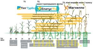 ЕлатусТМ Ріа - відмінний фунгіцид для захисту озимої пшениці від основних плямистостей листя