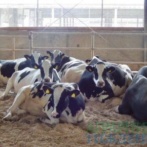 Контроль обмена веществ у коров