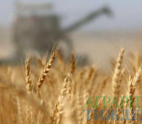 На украинском рынке зерна наблюдается шаткая ситуация