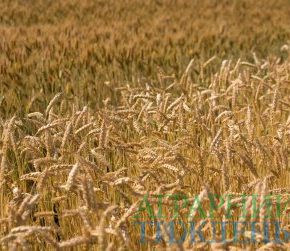 Уже собрано 67,6 млн тонн зерна из украинского урожая