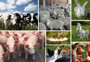 Объемы производства продукции животноводства в 2018 году останутся на уровне прошлого года