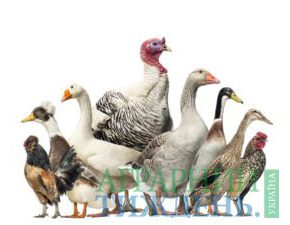 Украине предоставили разрешение по экспорту птицы и продуктов из нее в Сингапур