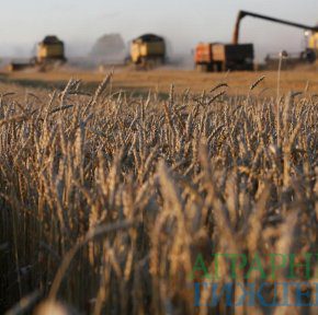 Запасы зерна в Украине увеличились на четверть
