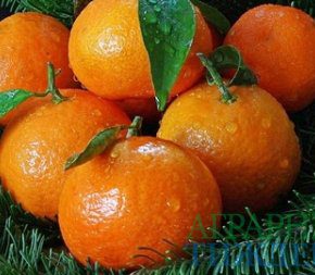 Новогодняя фруктовая корзина в Украине за год существенно подешевел
