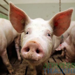 Из-за АЧС в Украине уничтожили почти 32 тыс. голов свиней