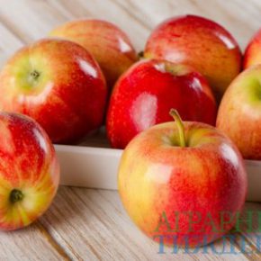 Подсказки для украинских производителей яблок от США относительно экспортных рынков