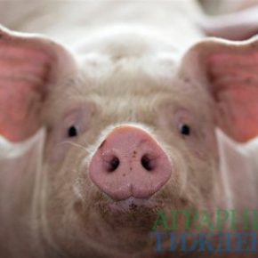 Несмотря на «проседание» количества свиноматок в стране, их производительность наоборот выросла