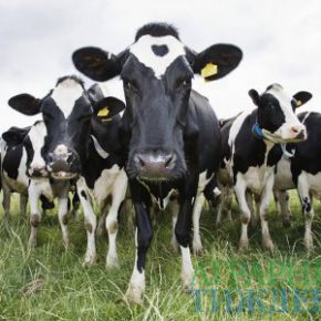 Снят запрет на импорт из Украины крупного и мелкого рогатого скота в Саудовской Аравии