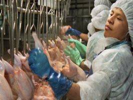 Производство куриного мяса в Бразилии достигло нового рекорда