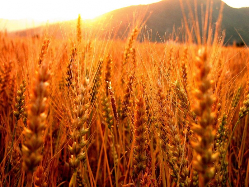 З початку поточного сезону Україною експортовано понад 25 млн тонн зернових
