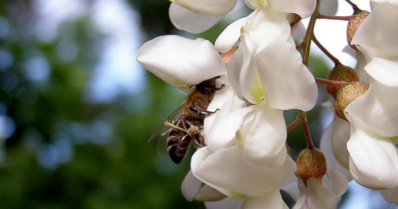 Пасічники України зможуть страхувати бджіл з 1 березня 2019 року