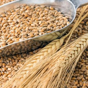 Отмена критических для зерновой отрасли Гостов перенесено на 2-3 года