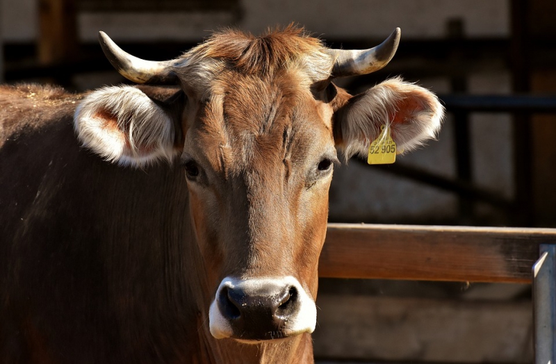ДУМКА: Схрещування по системі ProCROSS допоможе вивести поголів’я корів на новий рівень продуктивності