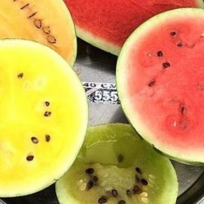 Семейное хозяйство с Юга выращивает около 40 сортов разноцветных арбузов