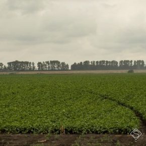 В Украине продолжают массово сокращаться площади под картофелем