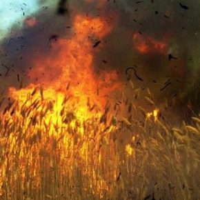 Ежедневно на полях сгорают десятки гектаров зерновых — ГСЧС