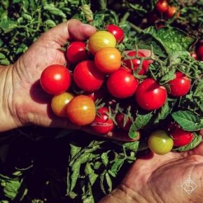Неподалеку линии разграничения на Луганщине сельскохозяйственный кооператив успешно выращивает овощи