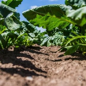 Во всех свеклосеющих областях наблюдается развитие и распространение вредителей