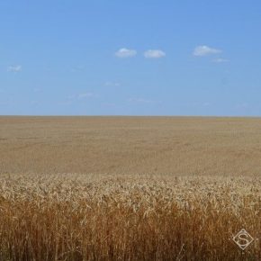 Аграрии Львовщины наращивают площади посева сельхозкультур