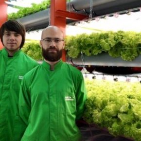 Вертикальная ферма на Киевщине продуцирует до 150 урожаев зелени в год