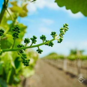 Винниччина становится перспективным регионом для выращивания винограда