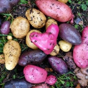 Цветные сорта — новый тренд в отечественном картофелеводстве